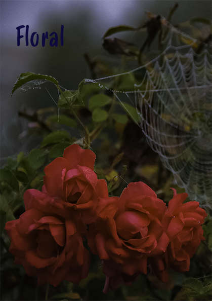 Une toile d'araignée suspendue au-dessus de quatre roses rouges